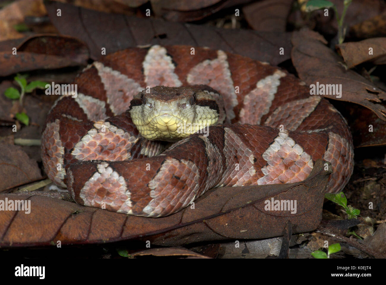 Jumping Pitviper Snake, Atropoides mexicanus, Central American ,jumping