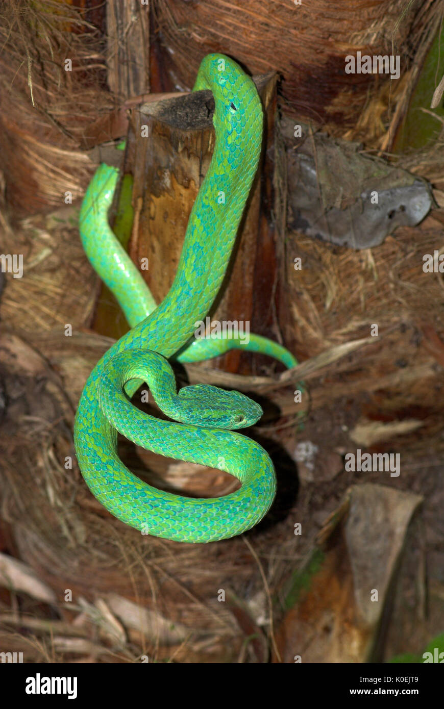 Honduran Palm Pit Viper Snake, Bothriechis marchi, Green and relatively
