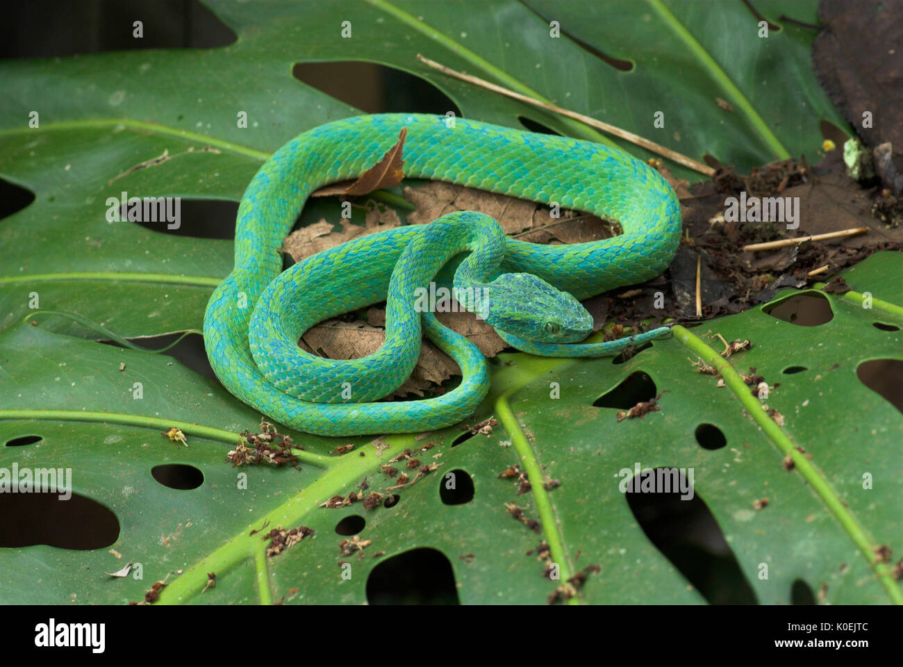 Honduras palm pit viper hires stock photography and images Alamy