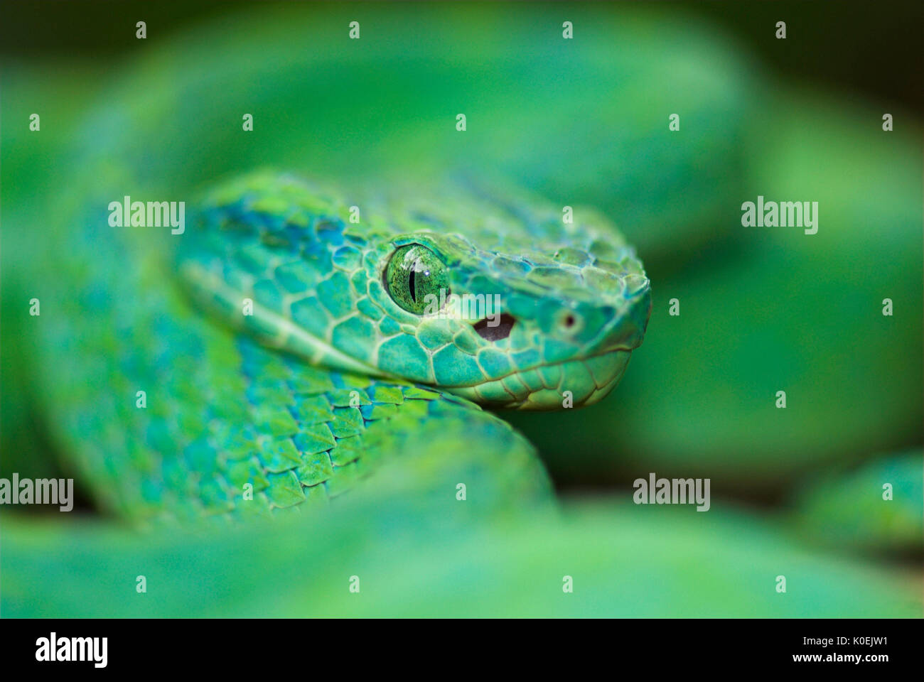 Honduran Palm Pit Viper Snake, Bothriechis marchi, Green and relatively  slender with a prehensile tail, Honduras and eastern Guatemala, venemous,  port Stock Photo - Alamy