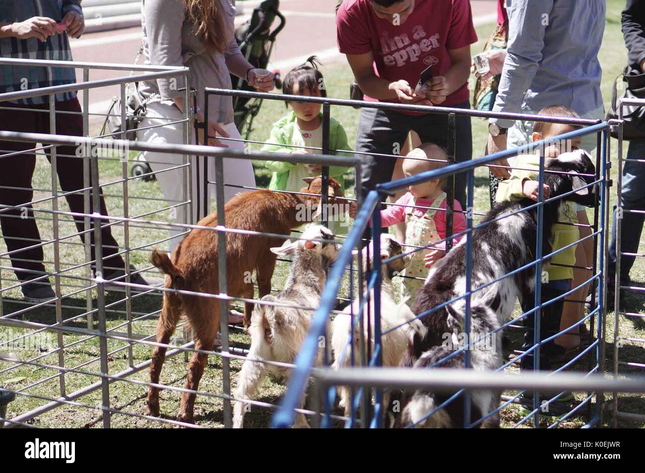 Families with young children visit a petting zoo, which has been set up for Spring Fair, an annual festival with music, food, shopping, and more that takes place every spring on the Homewood campus of the Johns Hopkins University in Baltimore, Maryland. 2014. Courtesy Eric Chen. Stock Photo