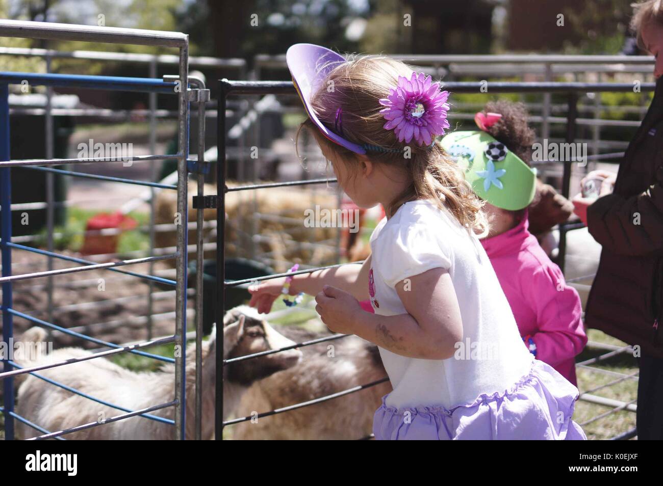 Families with young children visit a petting zoo, which has been set up for Spring Fair, an annual festival with music, food, shopping, and more that takes place every spring on the Homewood campus of the Johns Hopkins University in Baltimore, Maryland. 2014. Courtesy Eric Chen. Stock Photo