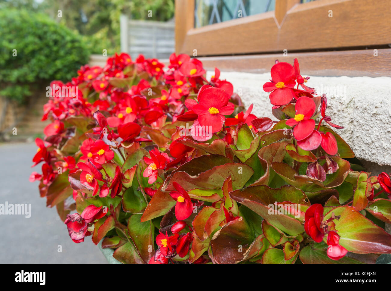 Wax Begonia plant (Begonia semperflorens) bedding variety flowering in a flower box in mid Summer in West Sussex, England, UK. Red Wax Begonia plant. Stock Photo