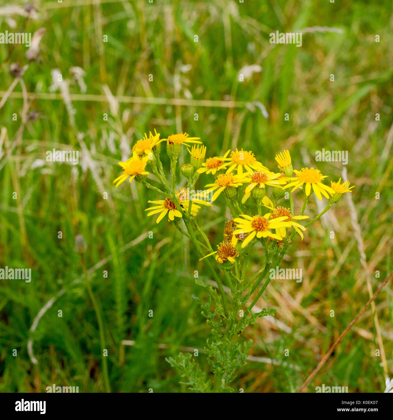 Common ragwort (Senecio jacobaea) growing in a field, Dorset, United ...