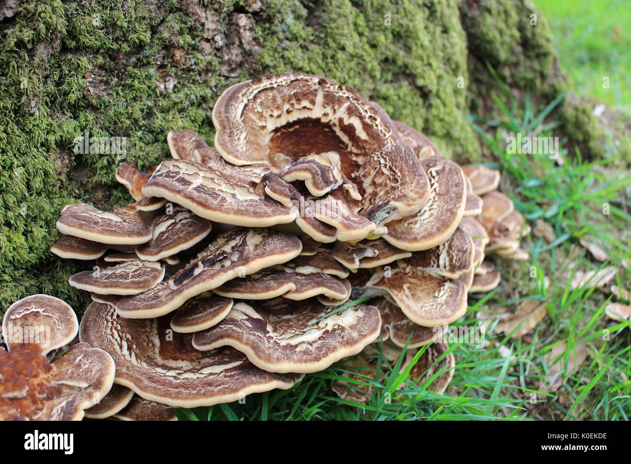 Mushrooms at base of tree, Llanddew, Wales Stock Photo