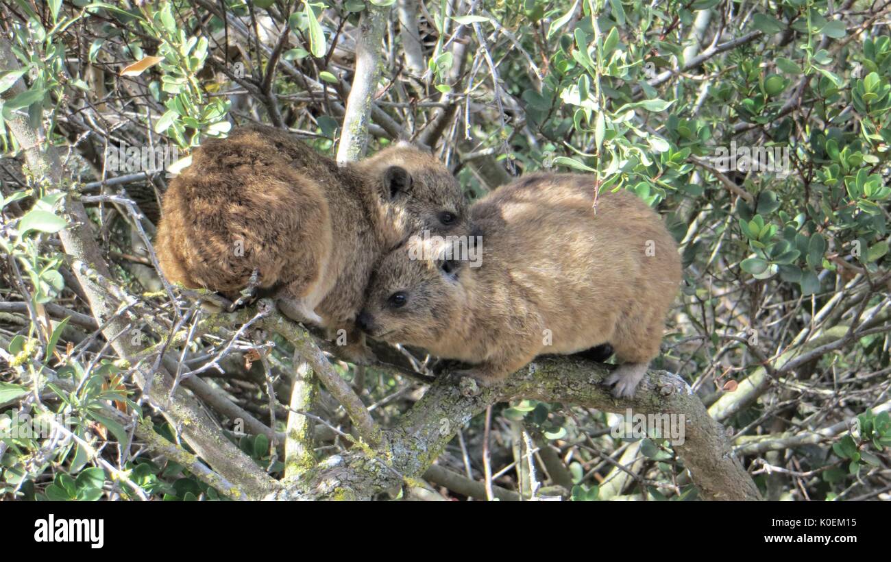 A pair of cute Dassies cuddling in a bush next to the ocean on the South African coast. Stock Photo