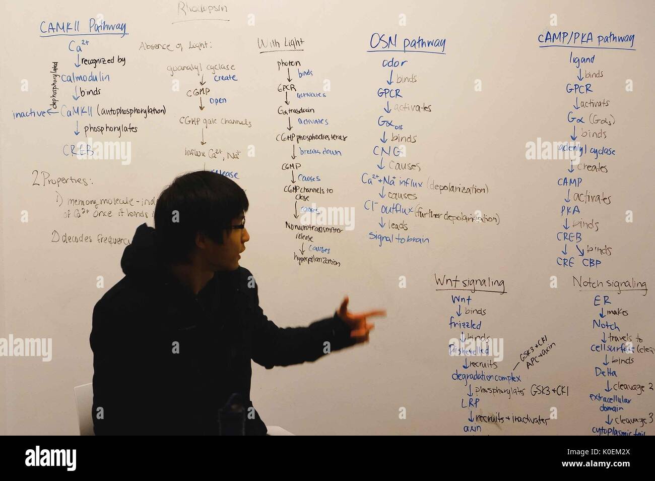 A college student sitting in front of a white board wall in a study room in Brody Learning Commons on the Homewood Campus, he is pointing to some of his notes on the wall behind him, 2015. Courtesy Eric Chen. Stock Photo