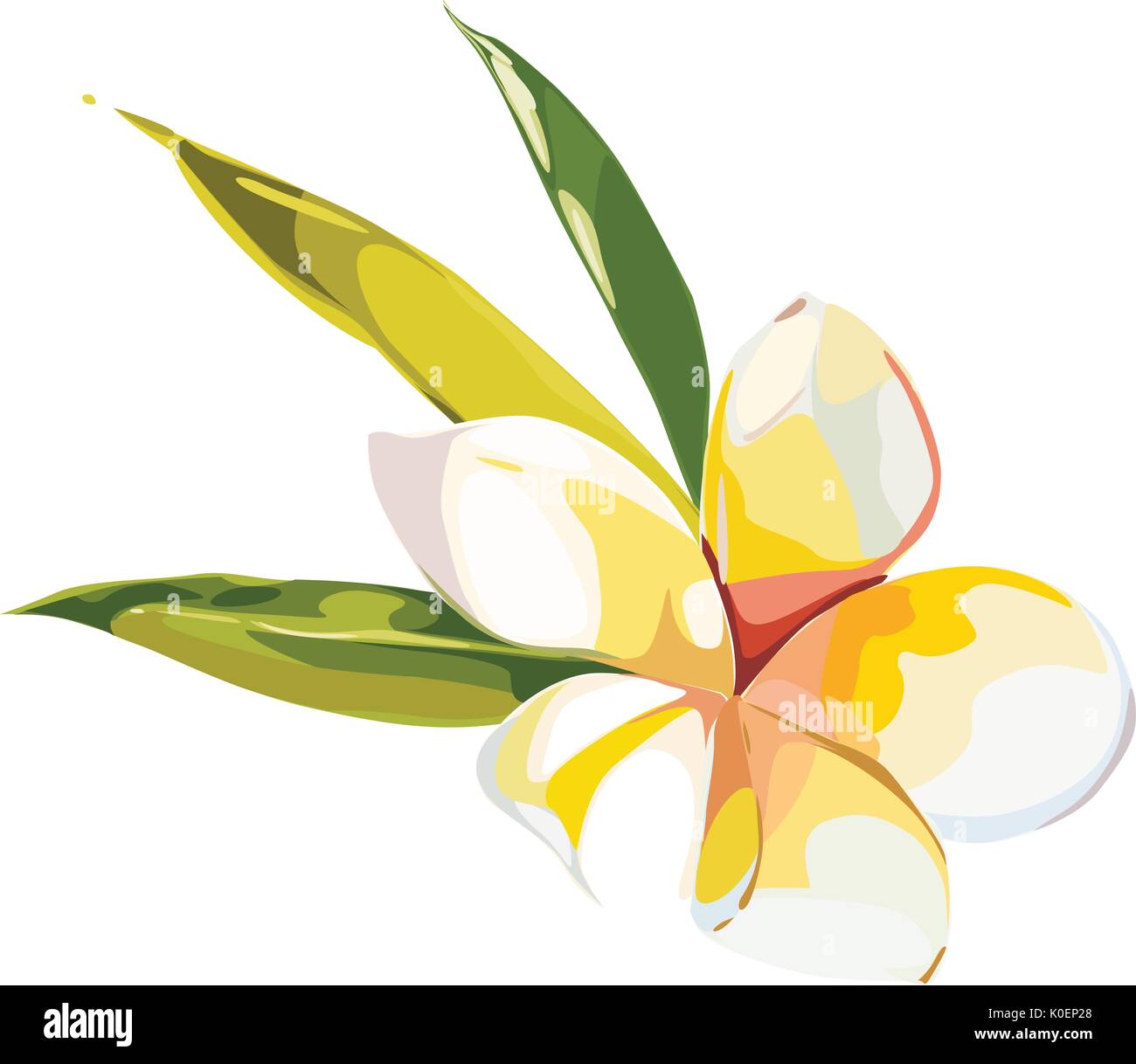 Tropical flowers plumeria isolated on white background. EPS 10 Stock Vector