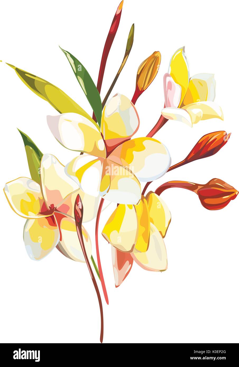 Tropical flowers plumeria isolated on white background. EPS 10 Stock Vector