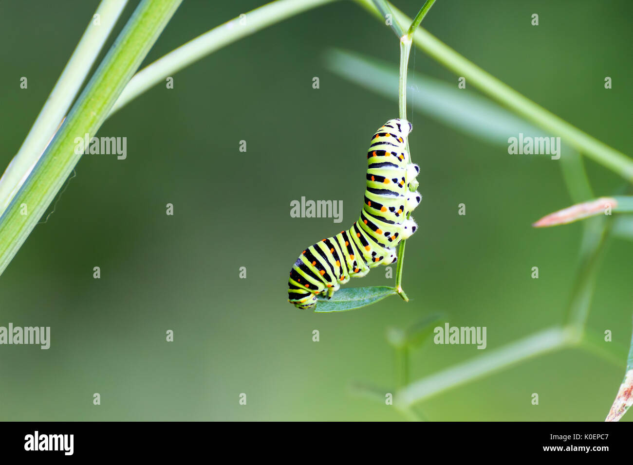 Swallowtail caterpillar eating Stock Photo Alamy