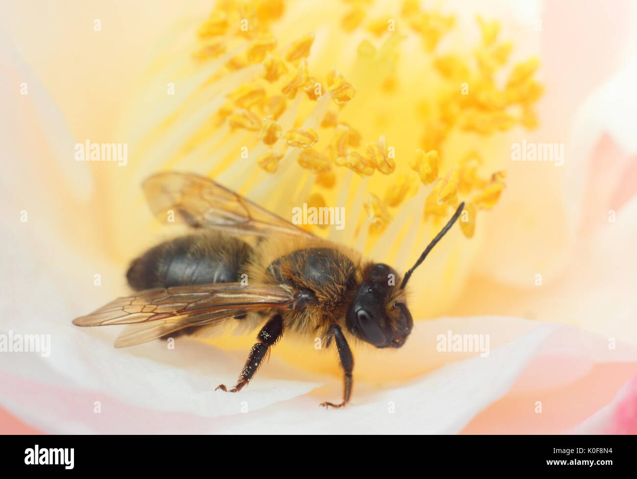 European honeybee (Apis Mellifera) at the centre of a camellia flower in an English garden in mid spring Stock Photo