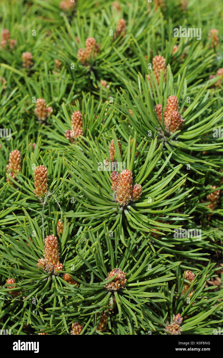 Mountain Pine (Pinus uncinata) var 'Gluss', an evergreen mountain pine, planted for ornamentation on an English garden Stock Photo