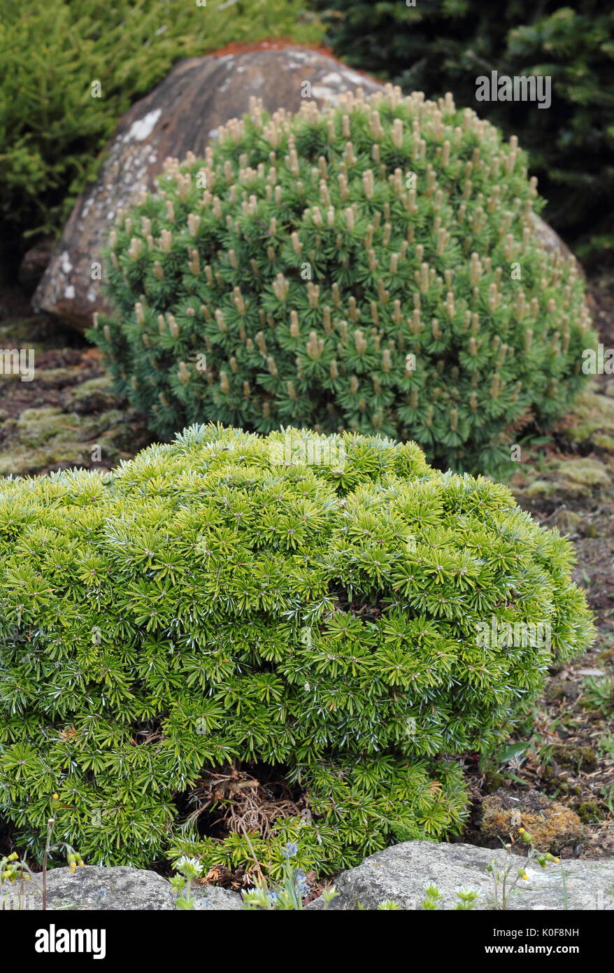 Dwarf  mountain Pine (Pinus Mugo) var. 'Minikin', an evergren bushy shrub, UK garden Stock Photo