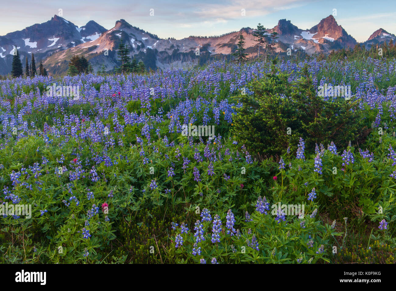 The Tatoosh Range above lupine on Mazama Ridge, Mount Rainier National Park, Cascade Range, Washington, USA. Stock Photo