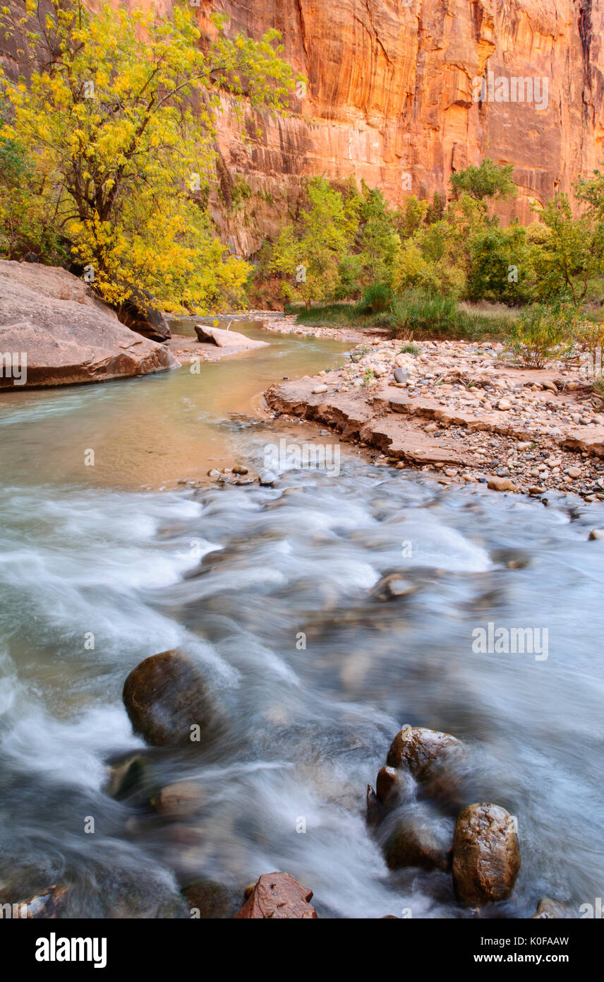 North America; United States; Utah; Natural Features; Desert; National Park; Zion National Park; Virgin River; Autumn; Fall colors. Stock Photo
