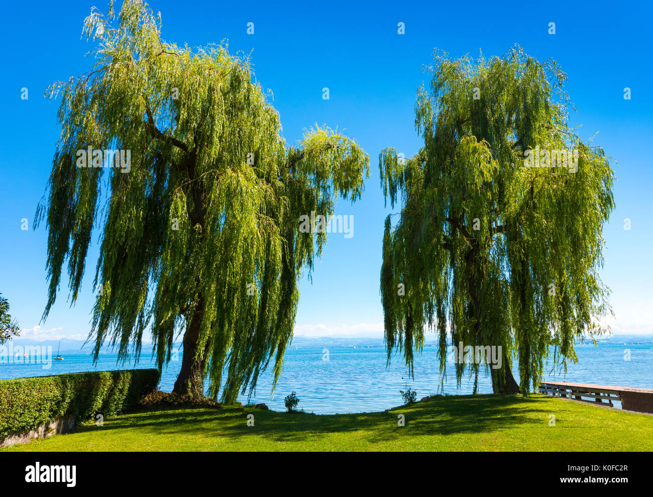 Two beautiful weeping willow and the Lake Constance in Immenstaad - Immenstaad, Lake Constance, Baden-Wuerttemberg, Germany, Europe Stock Photo