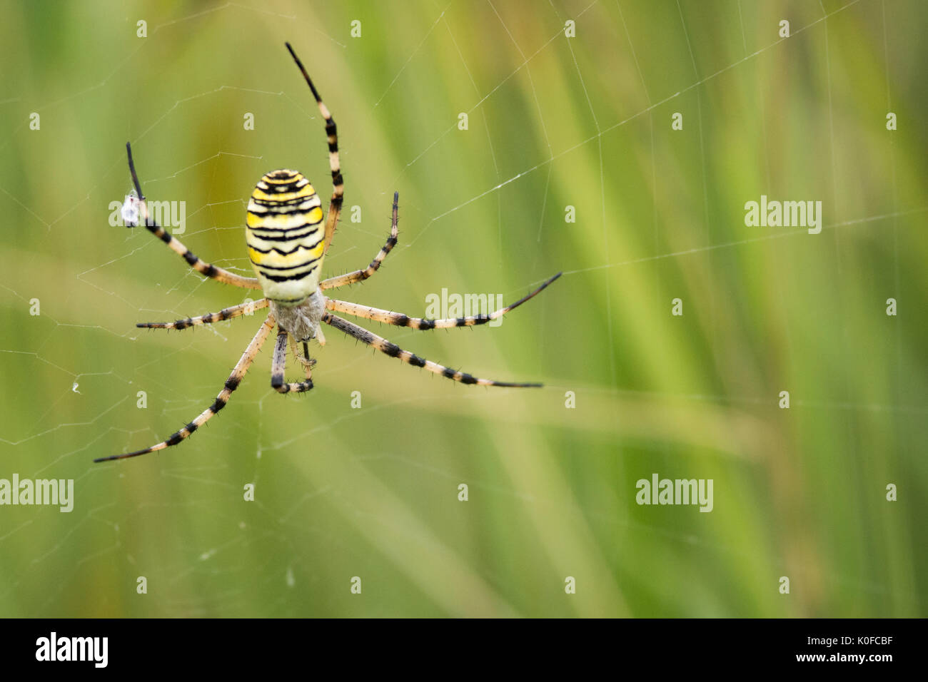 Argiope wasp spider Stock Photo