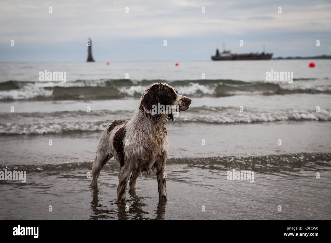 Are Dogs Allowed On Beaches In Ireland