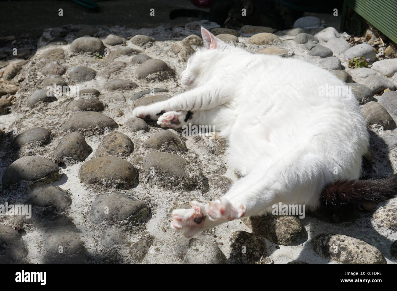 White and black domestic short haired cat lying on its side on pebbles enjoying the sunshine with back paws and legs stretching in the sun Stock Photo