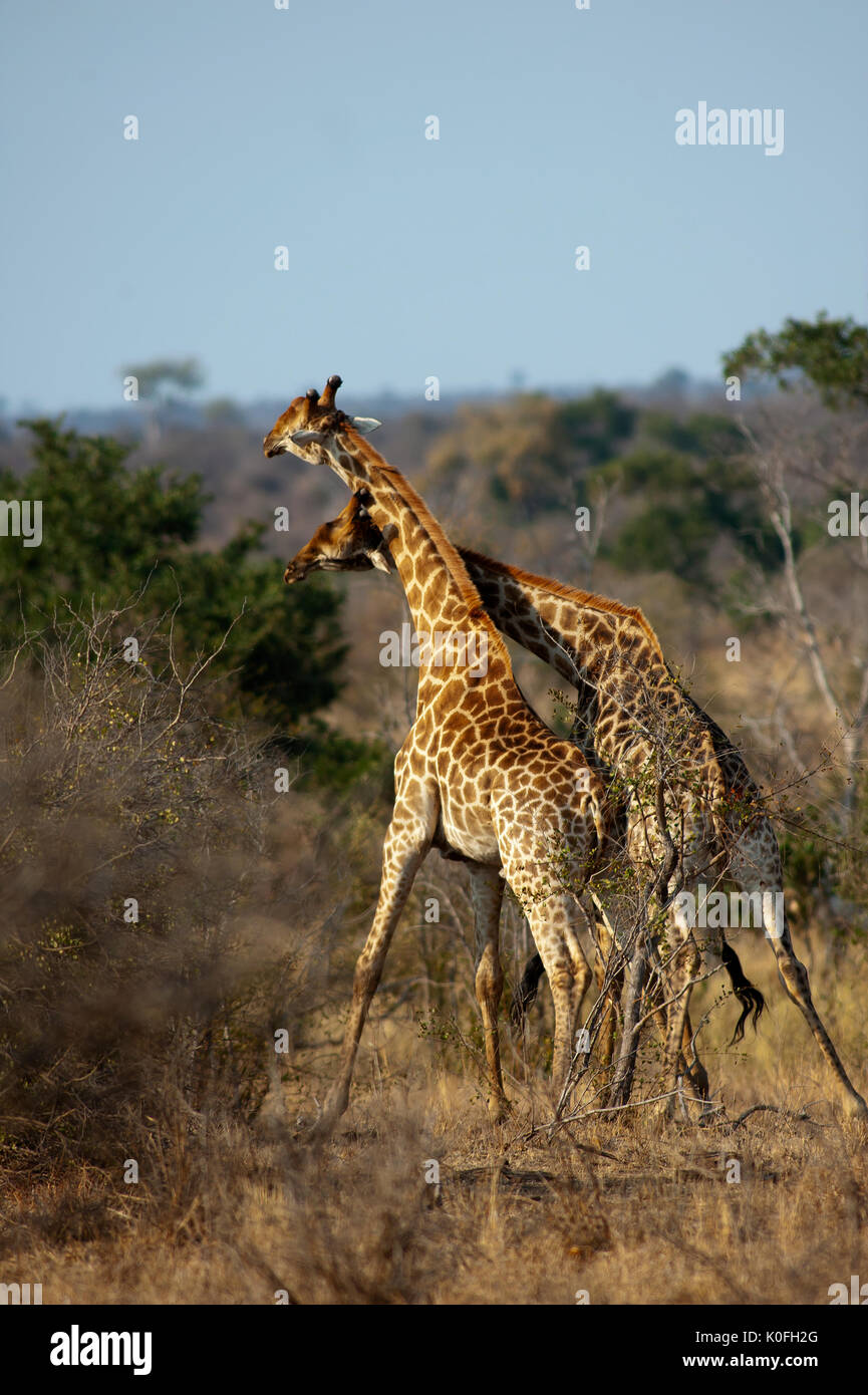 Giraffes fighting at Kruger National Park, South Africa Stock Photo - Alamy, image size:865x1390