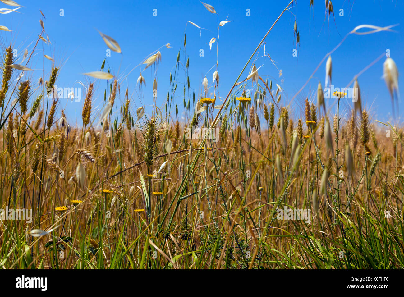 Corn cultivation close up field hi-res stock photography and images - Alamy