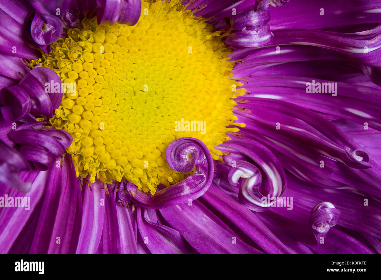 purple aster flower close up with purple petals and yellow heart image can be used as a background Stock Photo