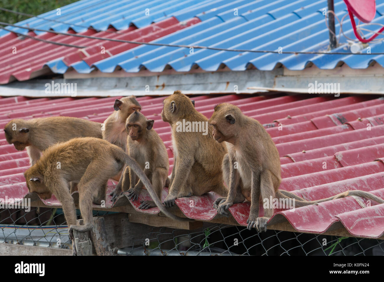 A gang of six teenage monkeys sits on the roof of the house Stock Photo