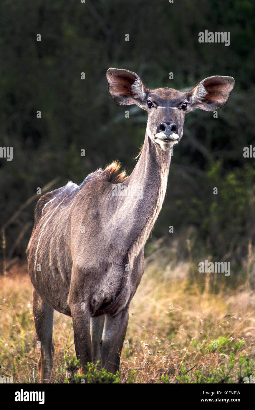 Kudo High Resolution Stock Photography and Images - Alamy
