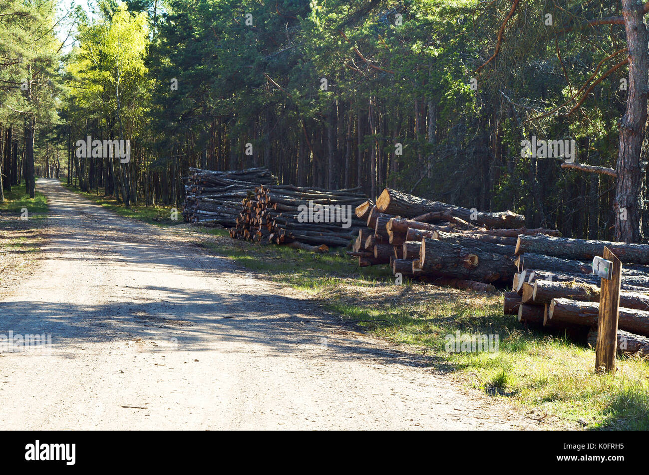 forest, fell trees, cutting, ecology, destroy, cut, deforestation, felling Stock Photo