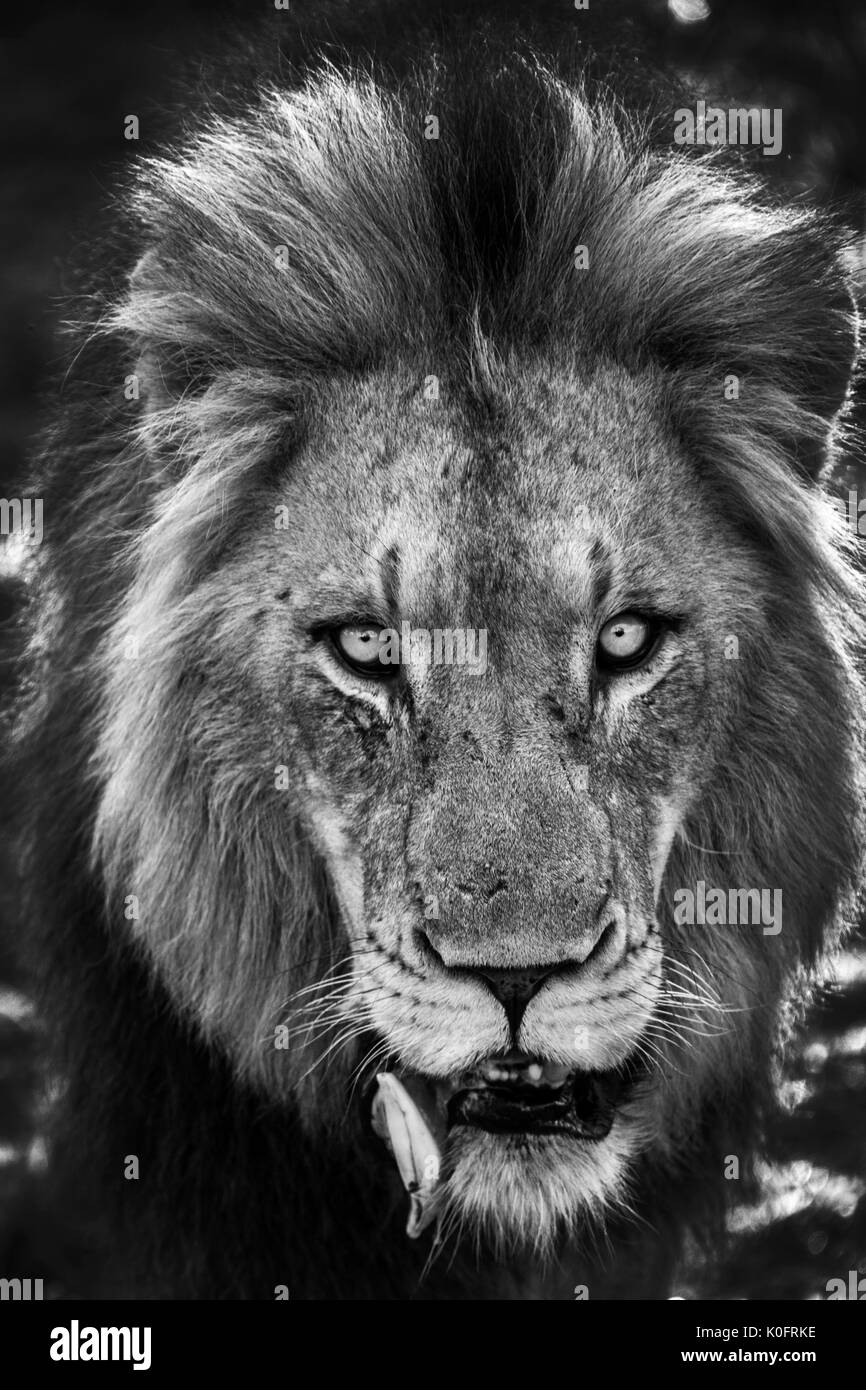 Lion pride Black and White Stock Photos & Images - Alamy