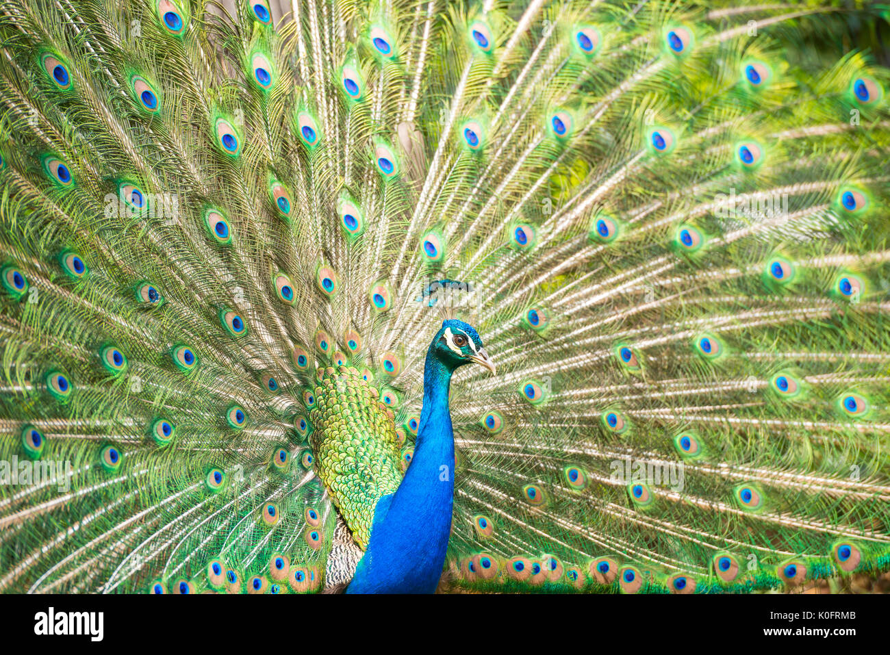 Majestic and colourful peacock looking away Stock Photo