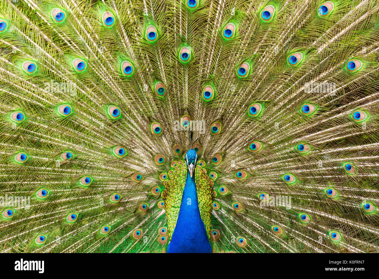 Majestic and colourful peacock looking at spectator Stock Photo
