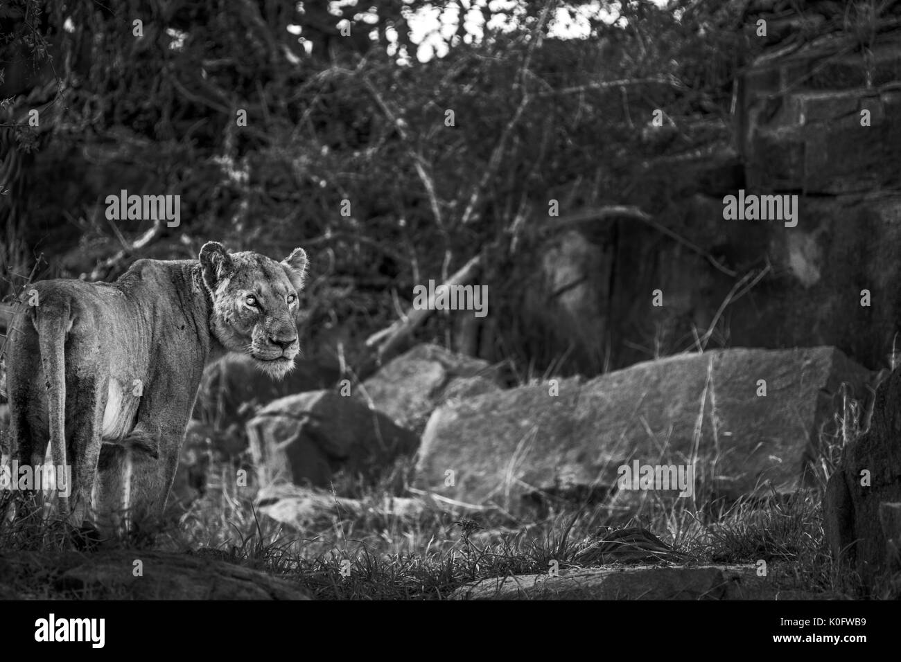 Lions in the Wild Stock Photo Alamy