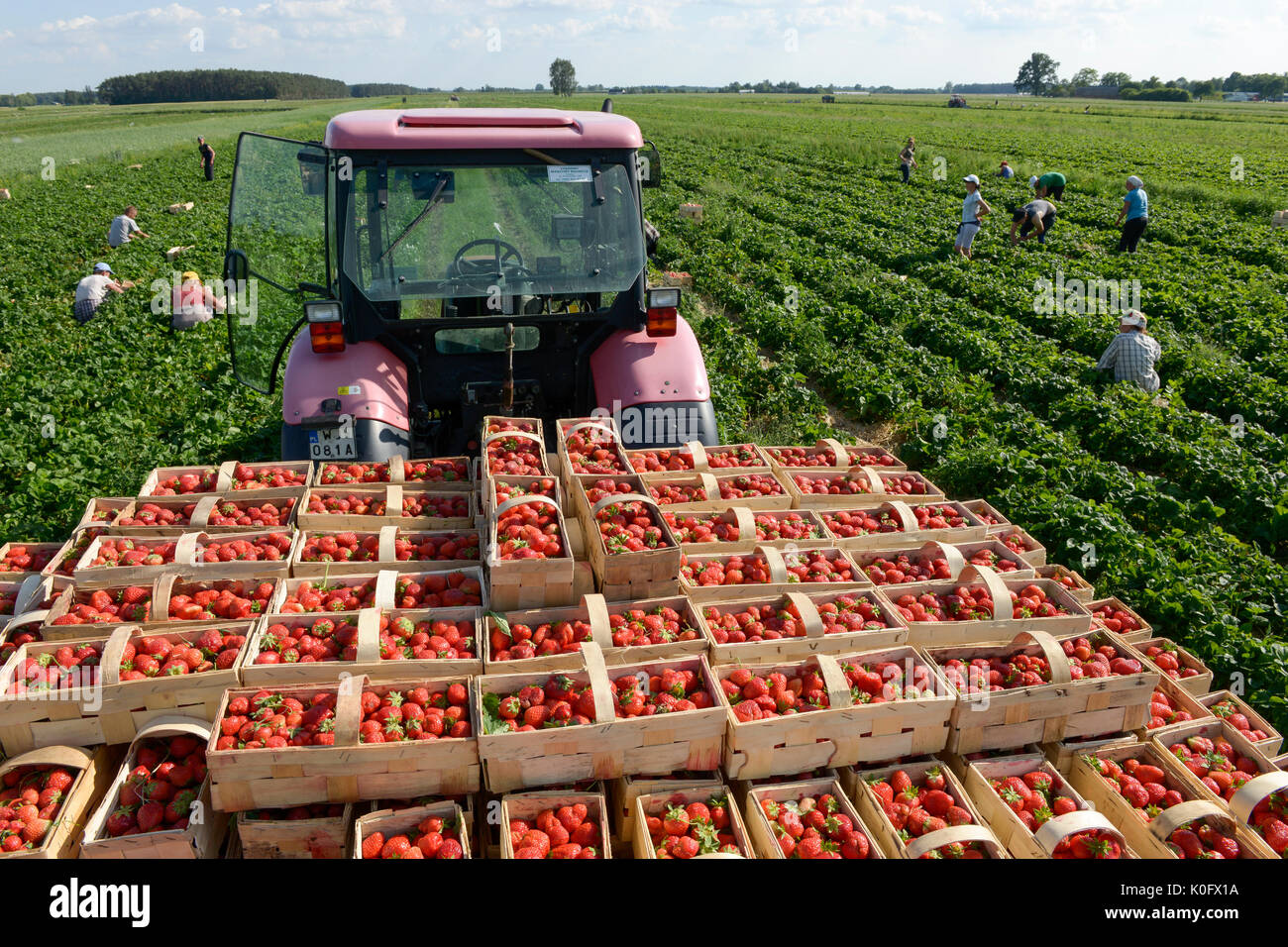 POLAND strawberry harvest, it is difficult to get worker in the agriculture  as many polish going to west europe for work, strawberries in basket / POLEN,  Saisonkraefte bei der Erdbeer Ernte, Erdbeeren