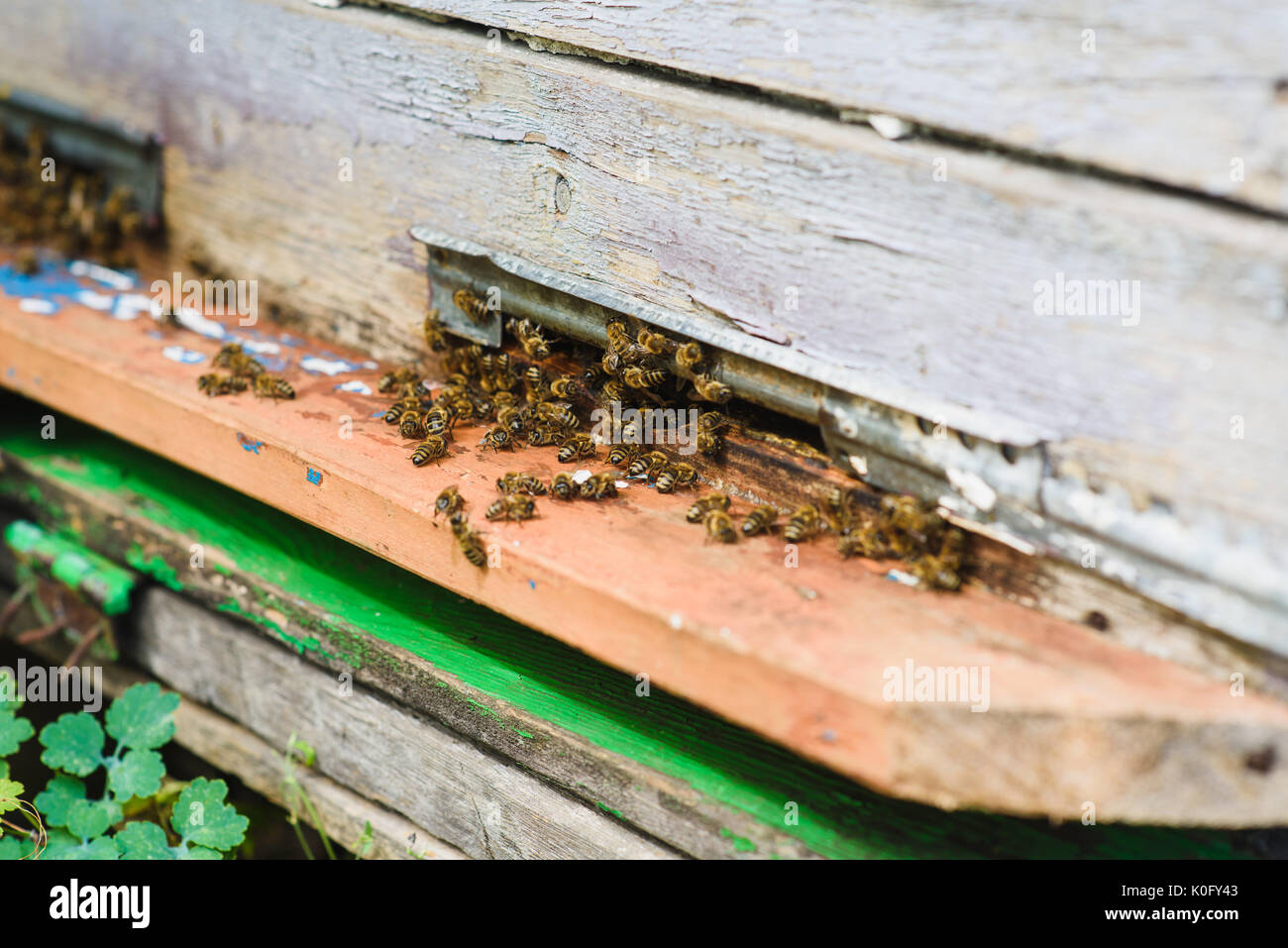 Bees fly into the hive entrance is bringing pollen. Bees at front hive