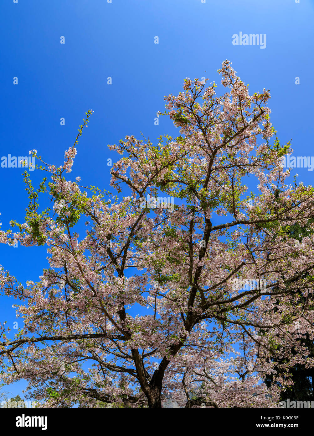 Cherry tree blossom at Alishan National Scenic Area, Taiwan Stock Photo