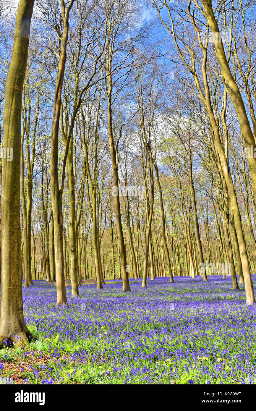 Bluebell woods under beech trees in Micheldever woods near Winchester in Hampshire, England. (HDR) Stock Photo