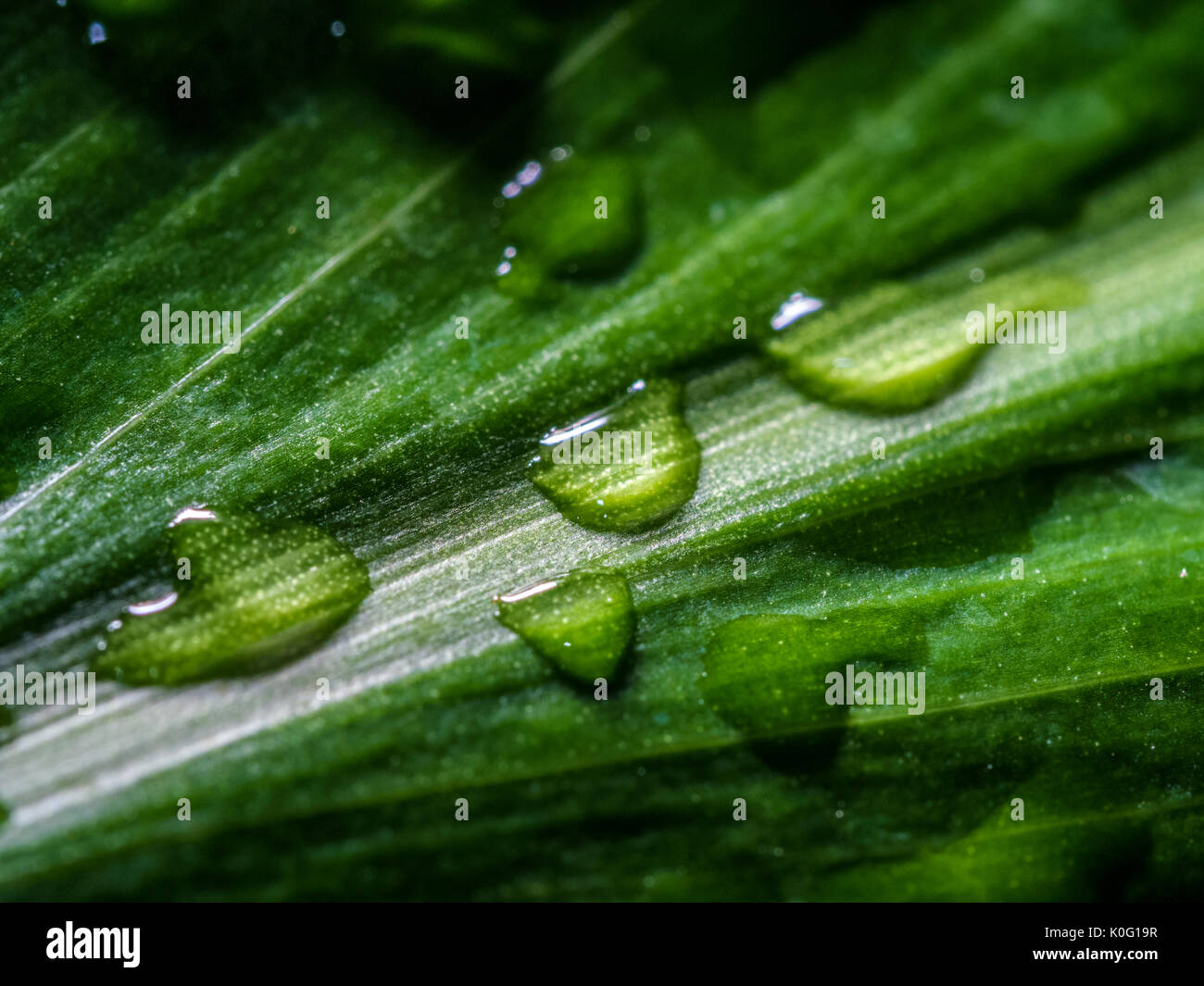 Raindrops on leaf in Maui Hawaii Stock Photo