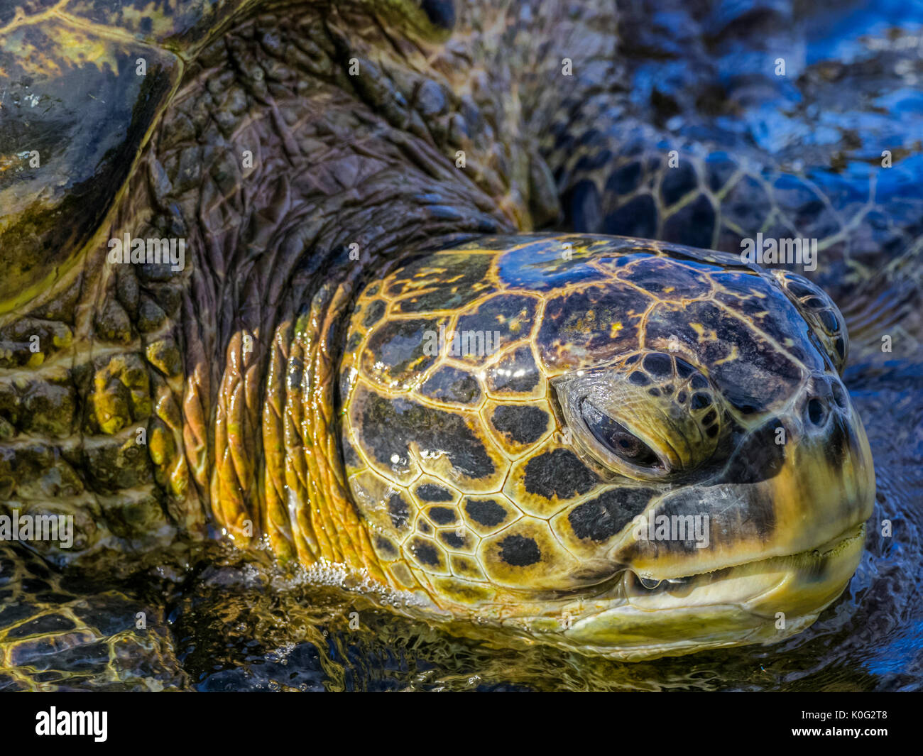 Green sea turtle on Maui Hawaii Stock Photo