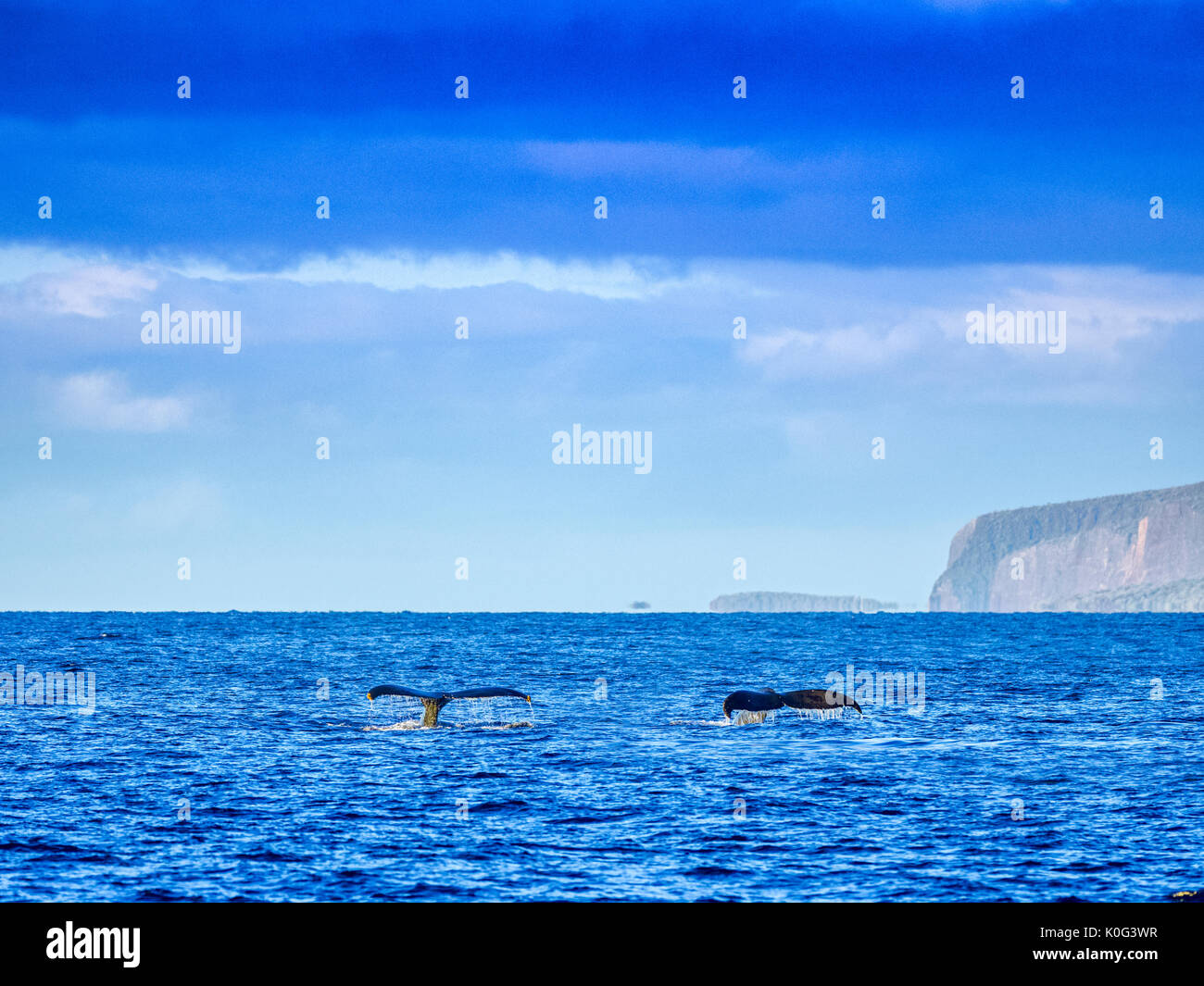 Humpback whale off Maui Hawaii Stock Photo - Alamy