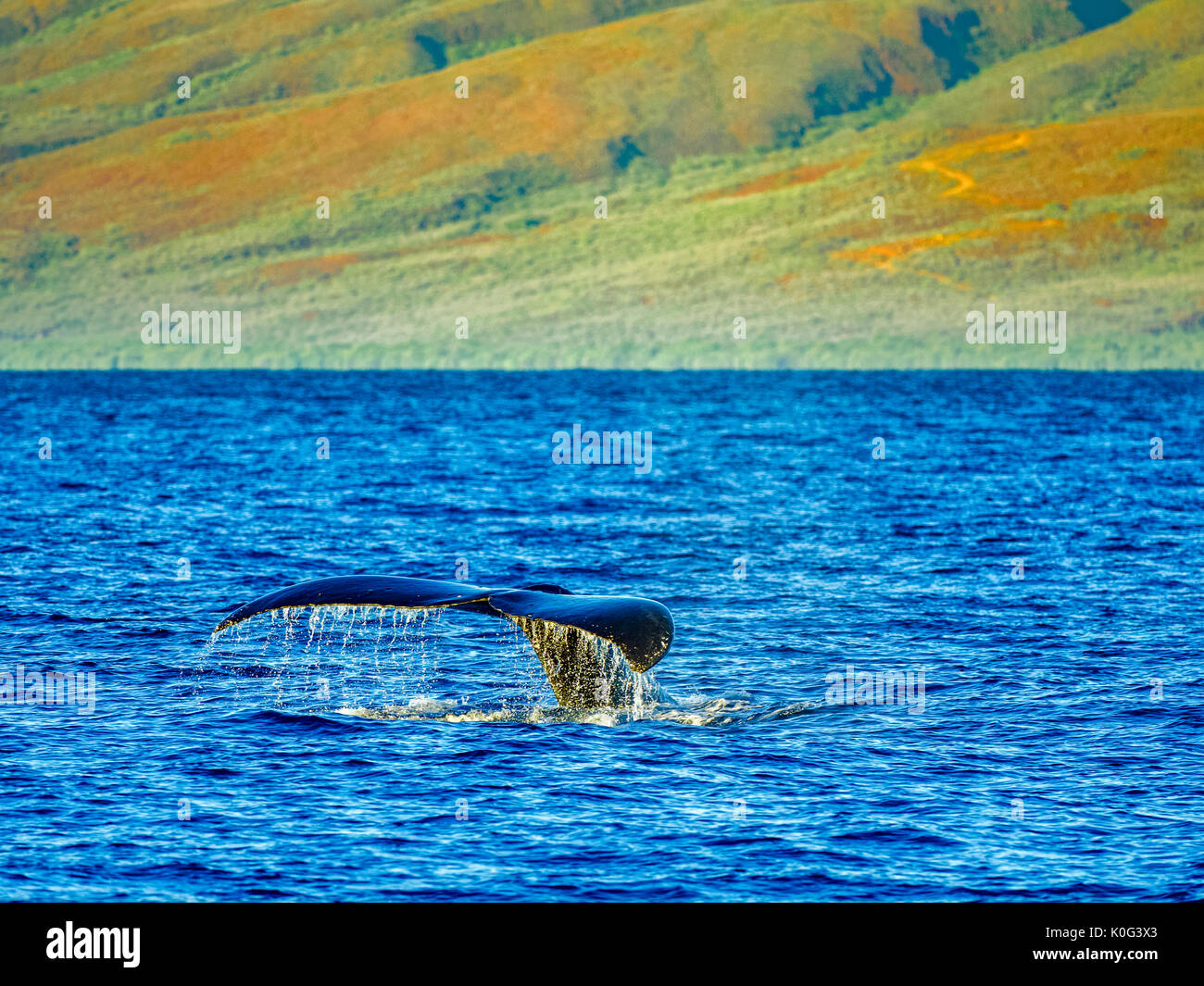 Humpback whale off Maui Hawaii Stock Photo - Alamy