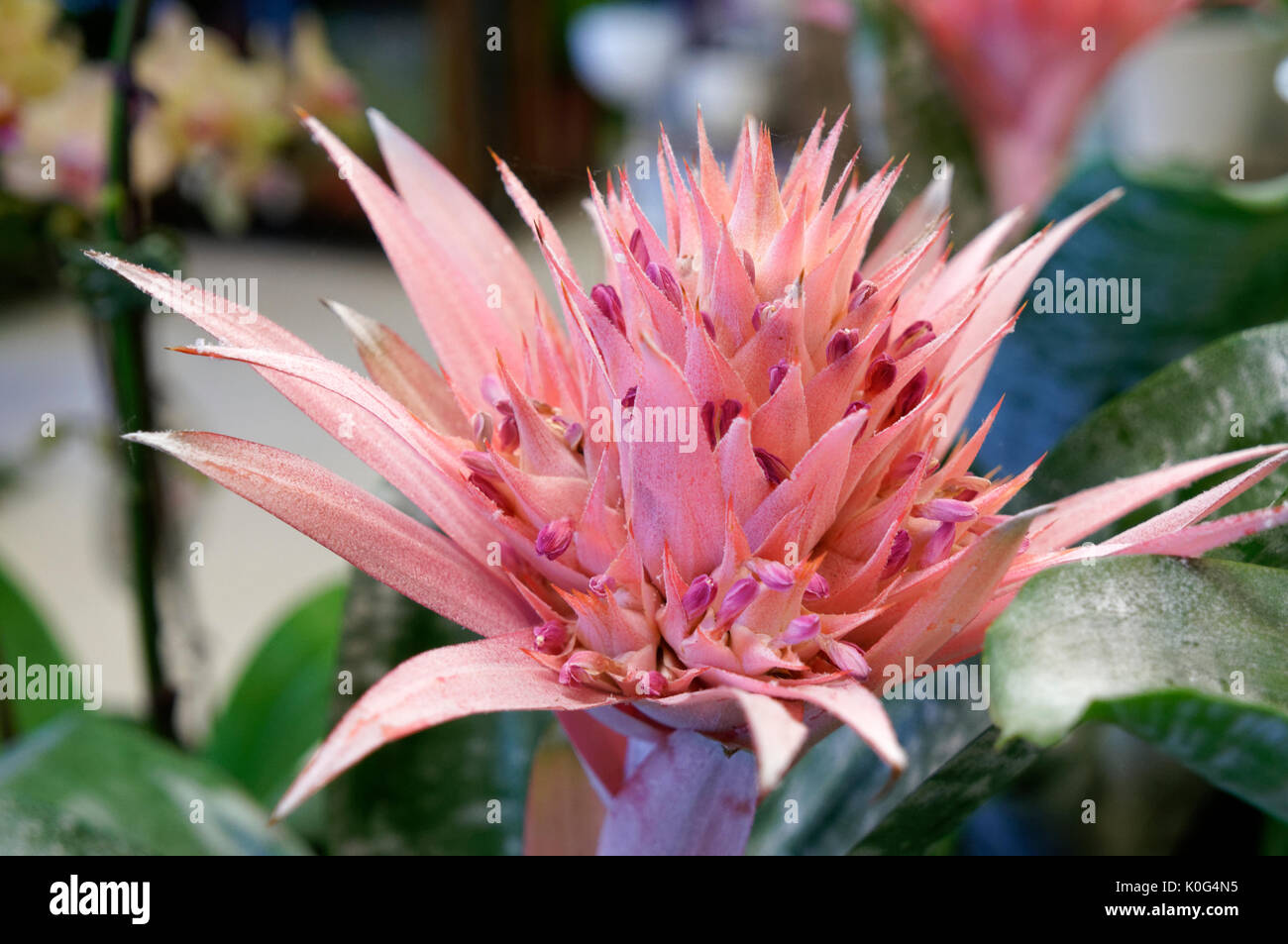 Close-up of a fasciata plant flower or Aechmea fasciata Stock Photo