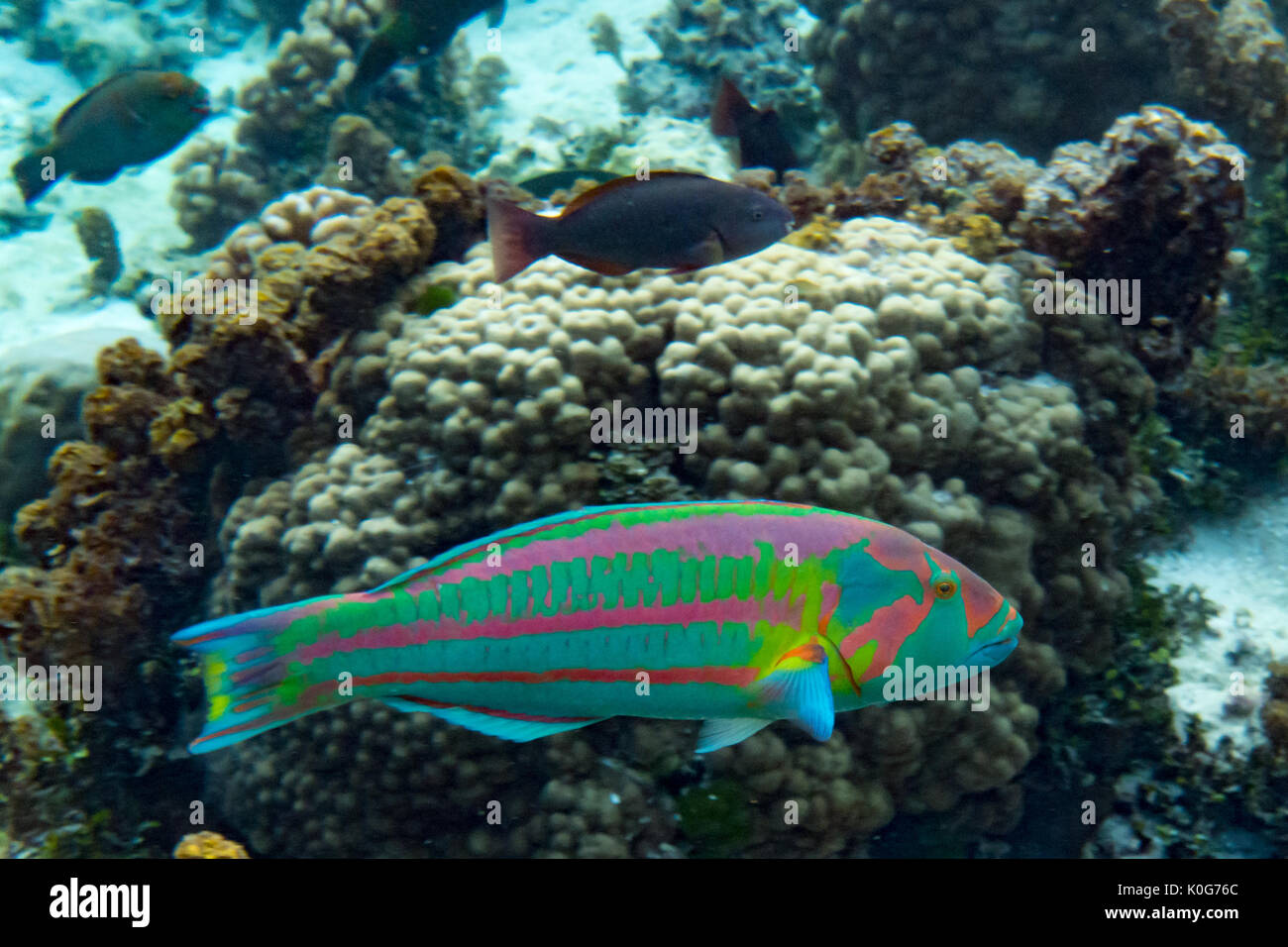 A surge wrasse in the coral river at Tahaa, French Polynesia Stock Photo
