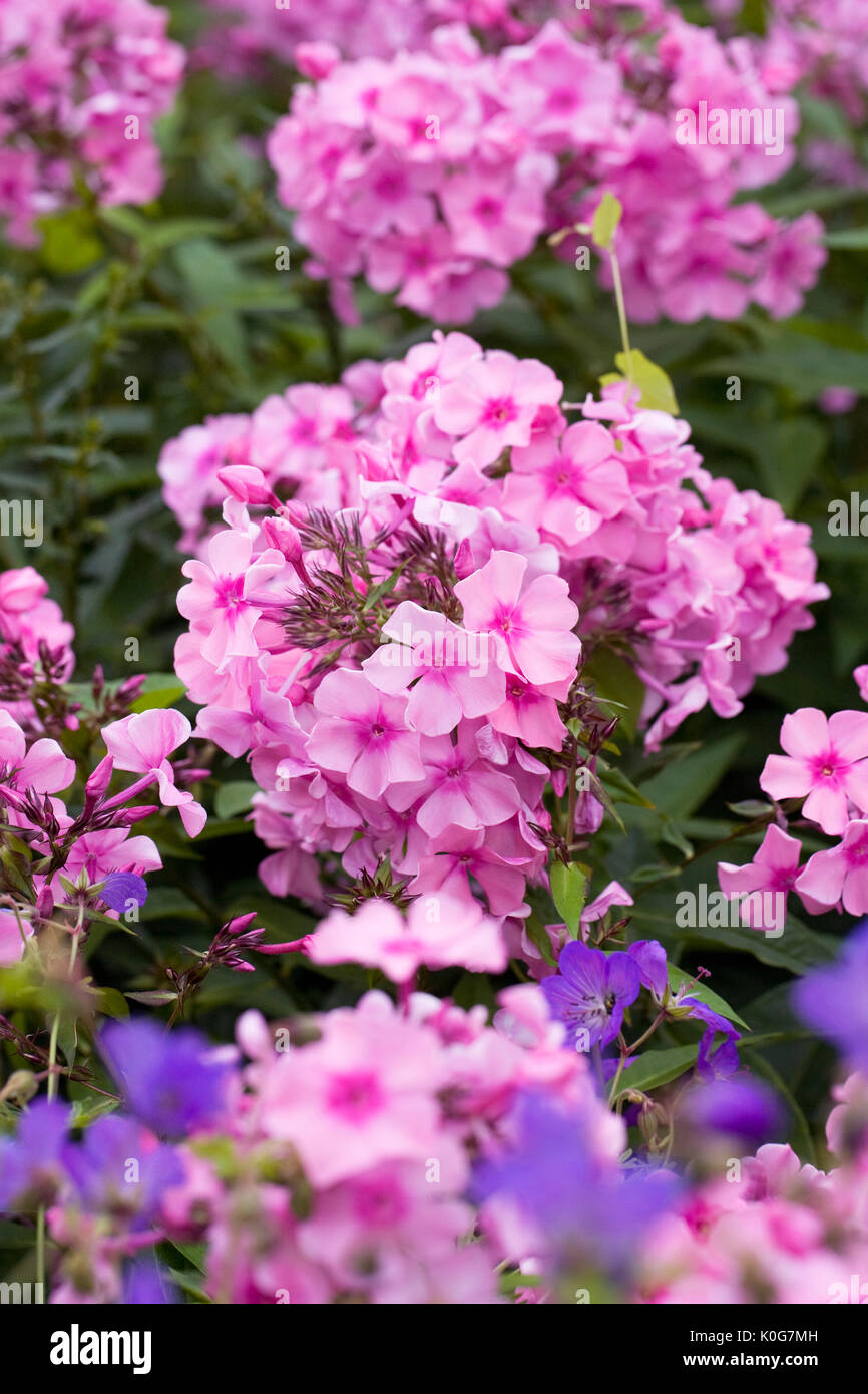 Phlox paniculata flowers in the garden Stock Photo - Alamy