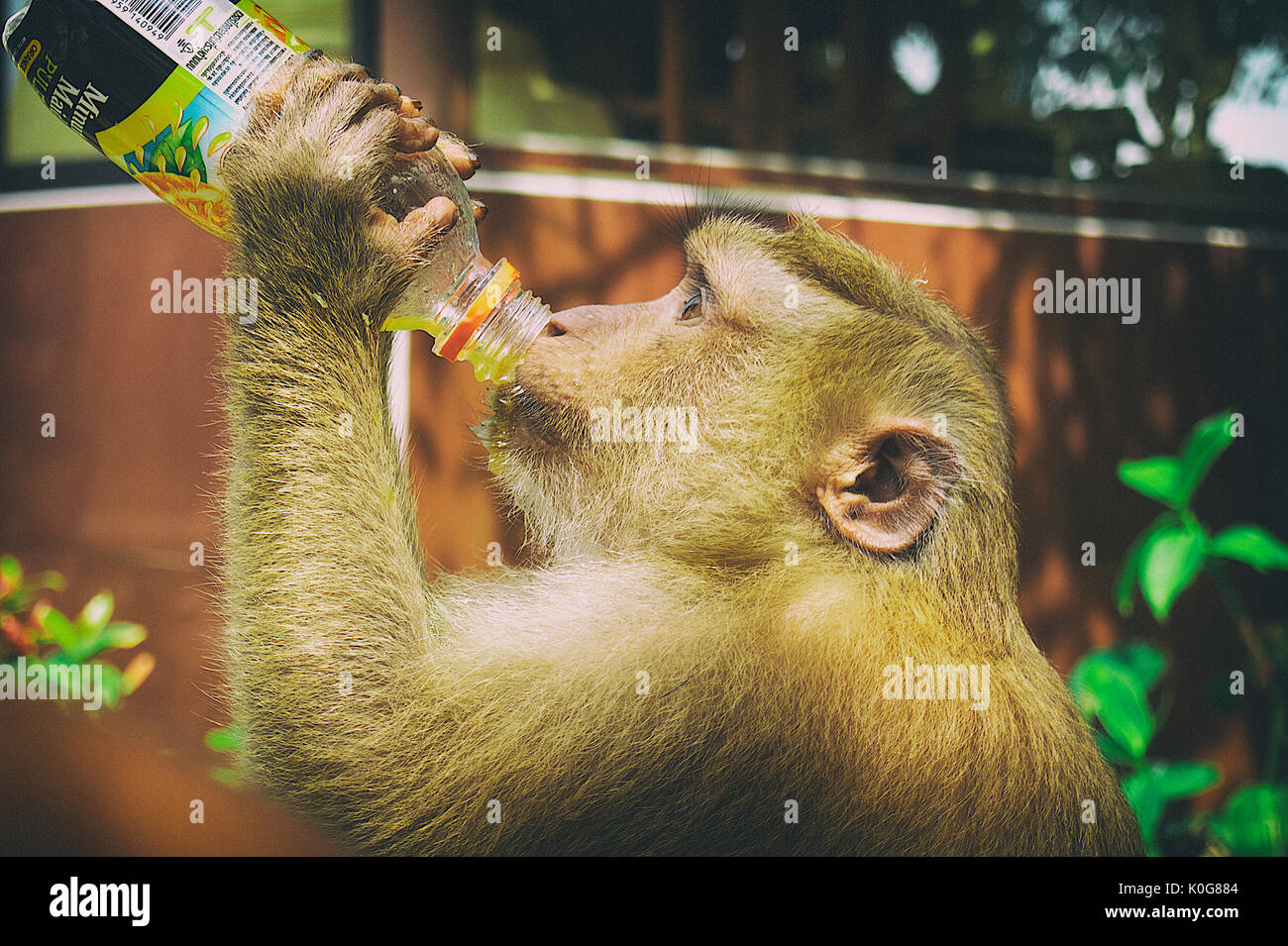 40 Monkey Soda Stock Photos, High-Res Pictures, and Images - Getty Images