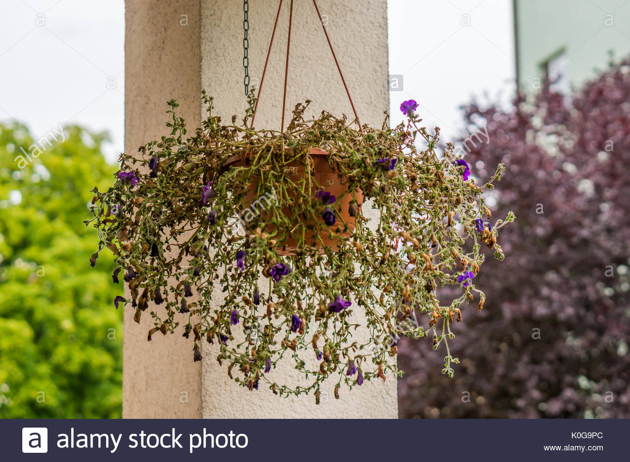 Almost Dead Plant In A Plastic Pot Hanging On A Ceiling