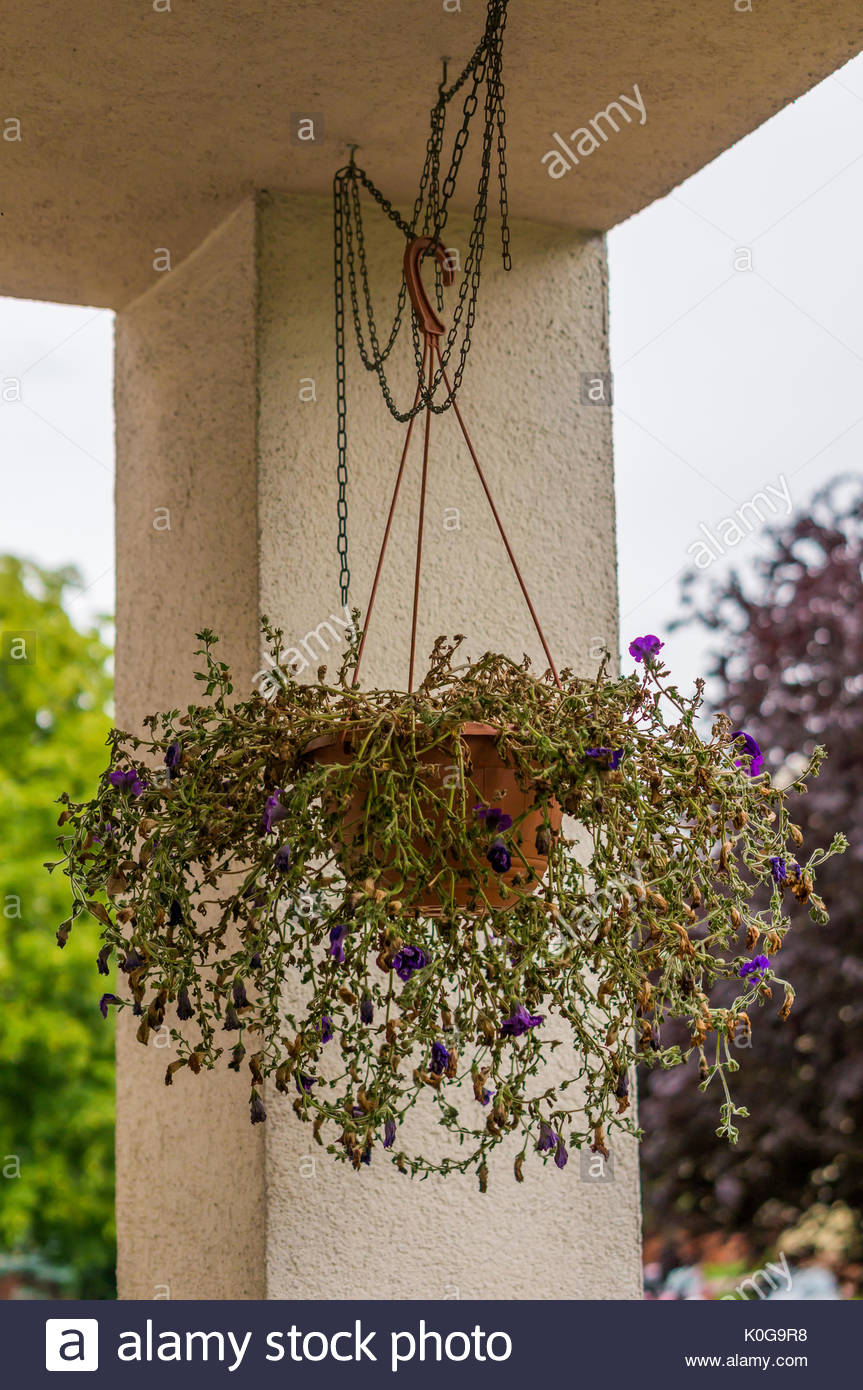 Almost Dead Plant In A Plastic Pot Hanging On A Ceiling
