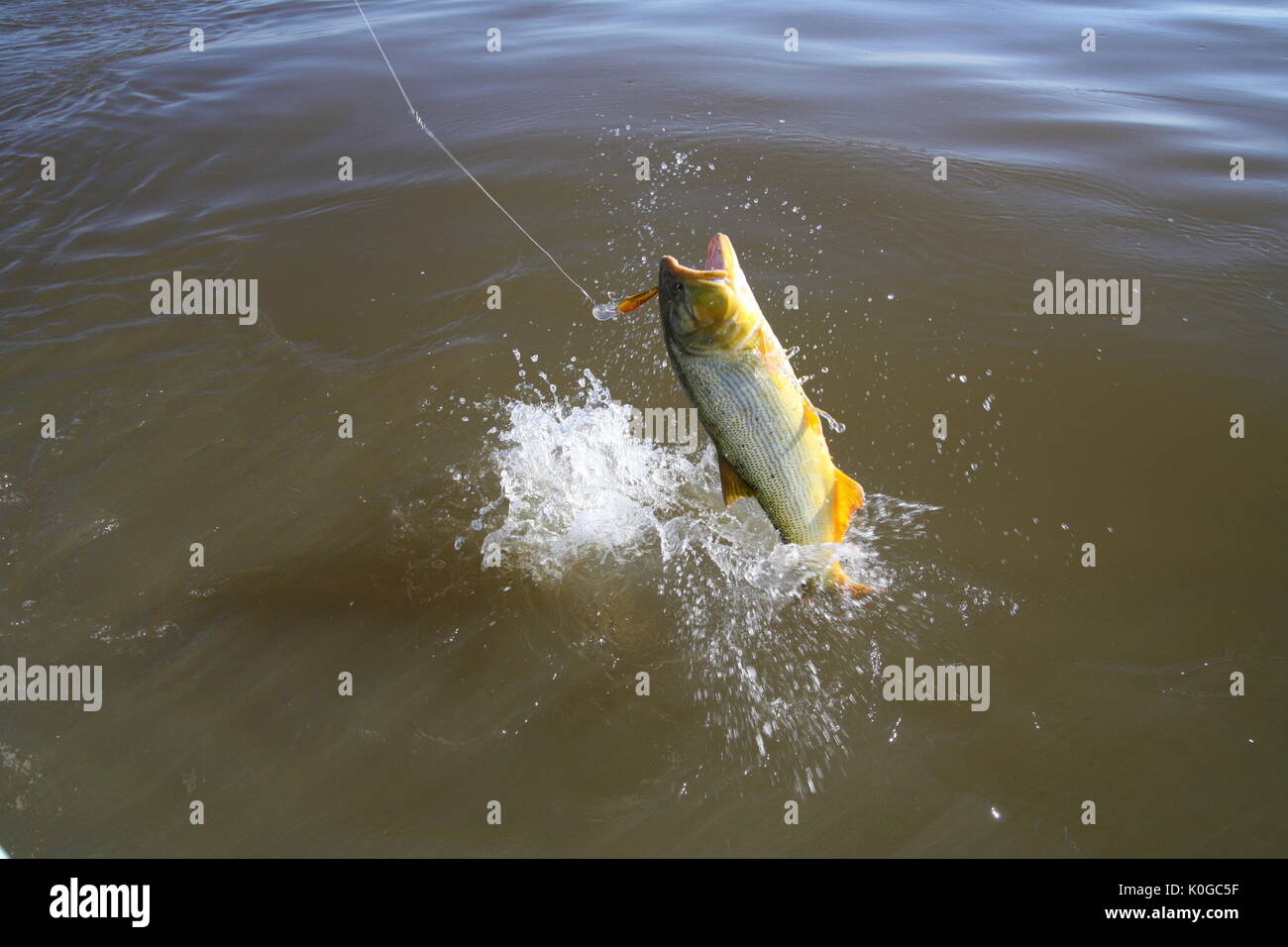 Golden Dorado High Resolution Stock Photography And Images Alamy Golden Dorado High Resolution Stock Photography And Images Alamy