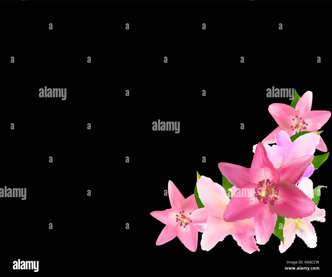 Vector Illustration with Pink Lily Isolated on Black Background Stock ...