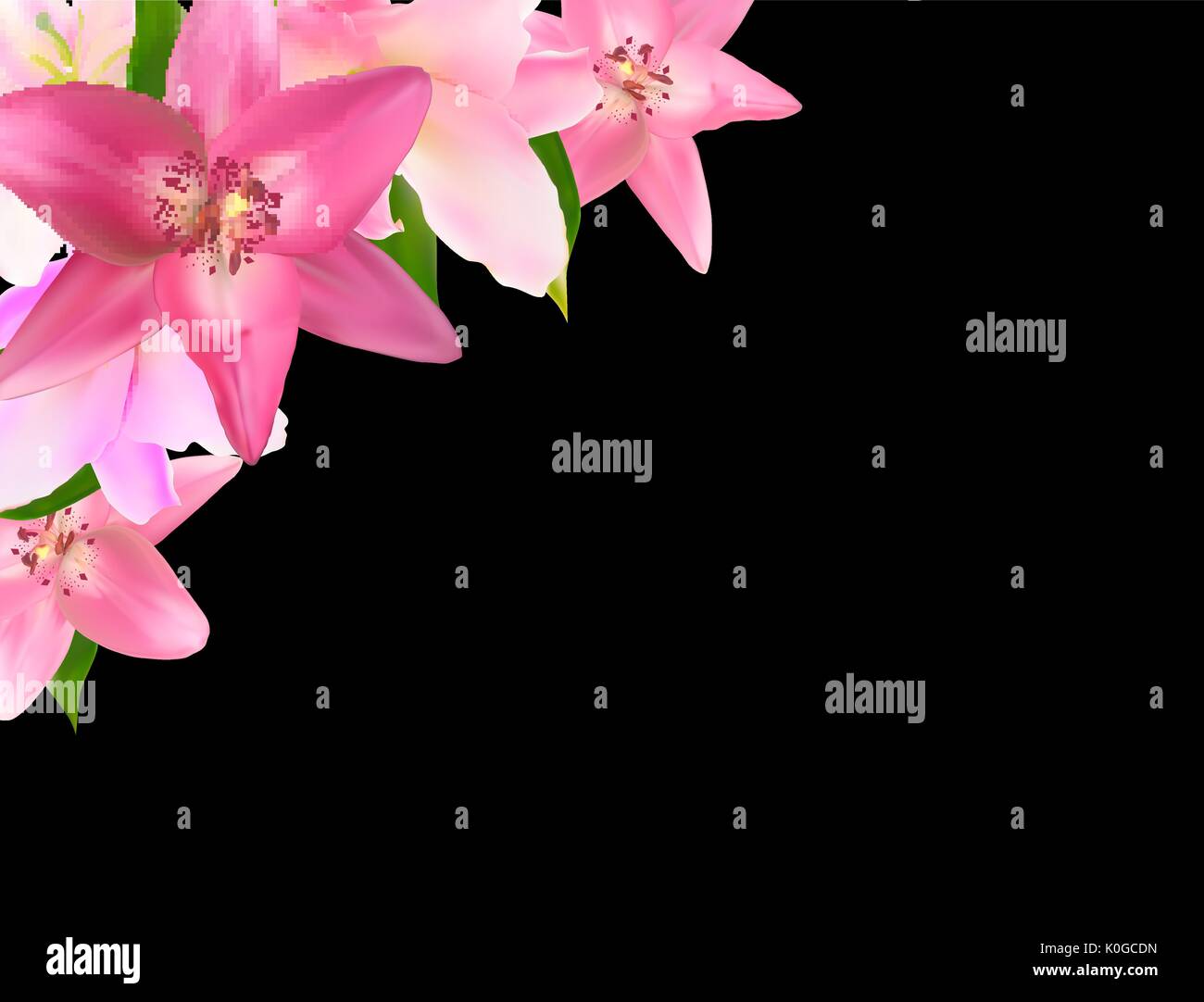 Vector Illustration with Pink Lily Isolated on Black Background Stock ...